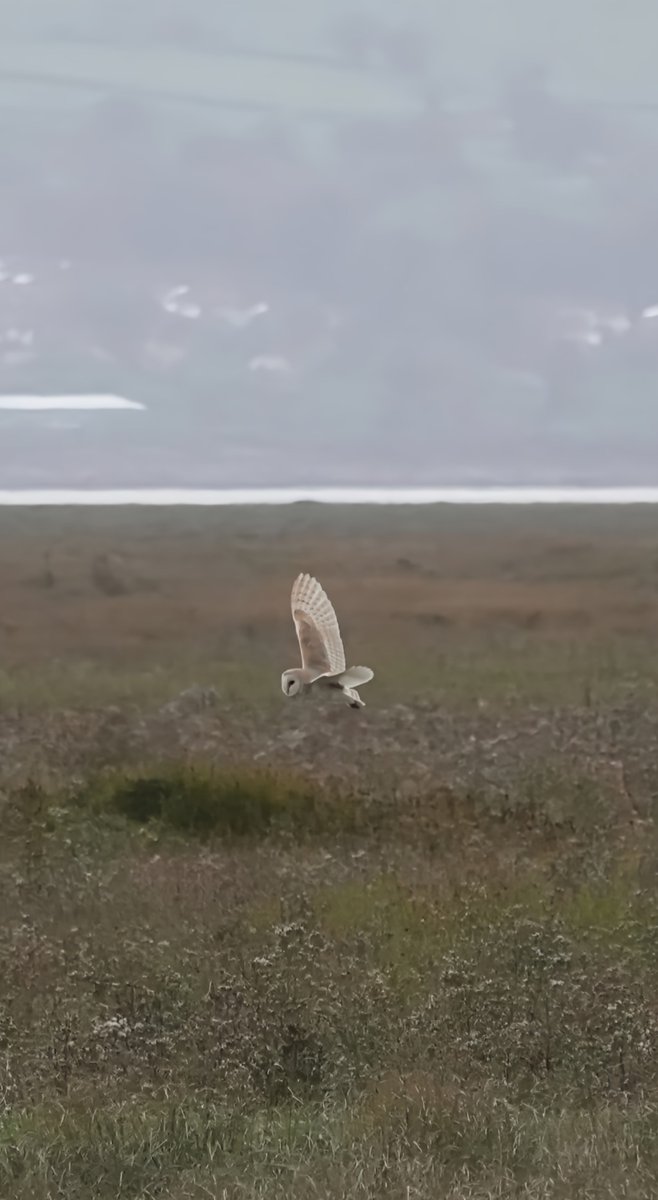 NigelFavager's tweet photo. Barn Owl Parkgate 19/9/2026. https://t.co/TAYGc4ReOL