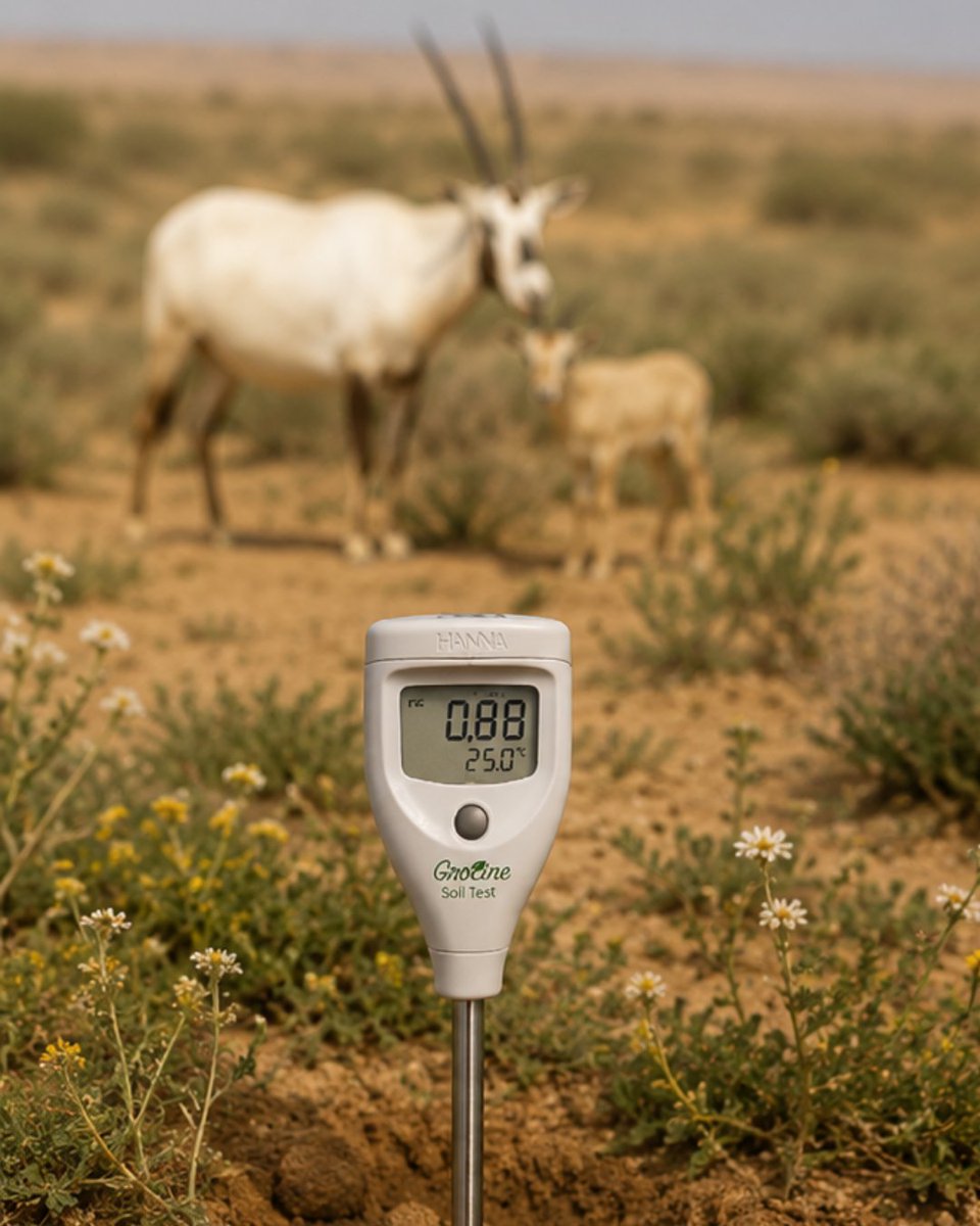 LeadersOrg's tweet photo. 🌱 Better data, better conservation. NatureWorks supports Al Shaumari with soil testing tools to guide restoration and biodiversity conservation across its valleys. 

📷 Implemented with @RSCN , funded by @NLinJordan

#NatureWorks #Biodiversity #Jordan #RSCN https://t.co/SItMZxHnIU