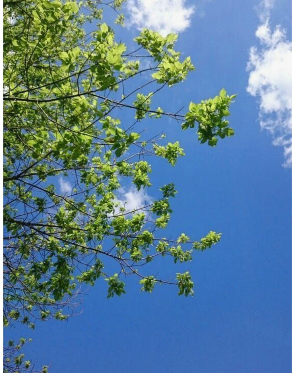 AmantRamgharia's tweet photo. #BeautyOfNature https://t.co/YA3hah82ld