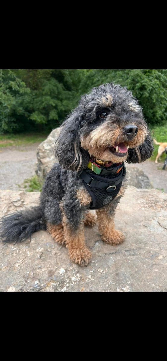 MissingPetsGB's tweet photo. 💔 HELP BRING MONTY HOME

#WESTON #BRISTOL #BS23

Monty, beloved 5 yr old Cockerpoo now missing for 2 weeks after being #stolen from his owner’s car at Range/Wickes, Weston-super-Mare 6 Sept

Microchipped, neutered, deeply loved &amp; was wearing ID tag

🙏Please share
#StolenDogHour https://t.co/fySAvKky62