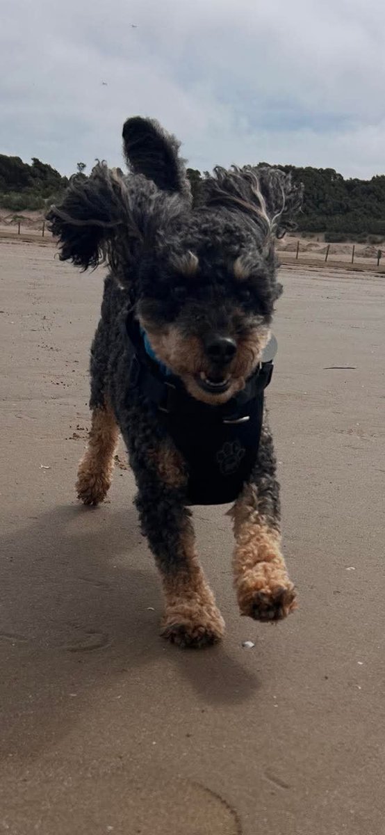 MissingPetsGB's tweet photo. 💔 HELP BRING MONTY HOME

#WESTON #BRISTOL #BS23

Monty, beloved 5 yr old Cockerpoo now missing for 2 weeks after being #stolen from his owner’s car at Range/Wickes, Weston-super-Mare 6 Sept

Microchipped, neutered, deeply loved &amp; was wearing ID tag

🙏Please share
#StolenDogHour https://t.co/fySAvKky62