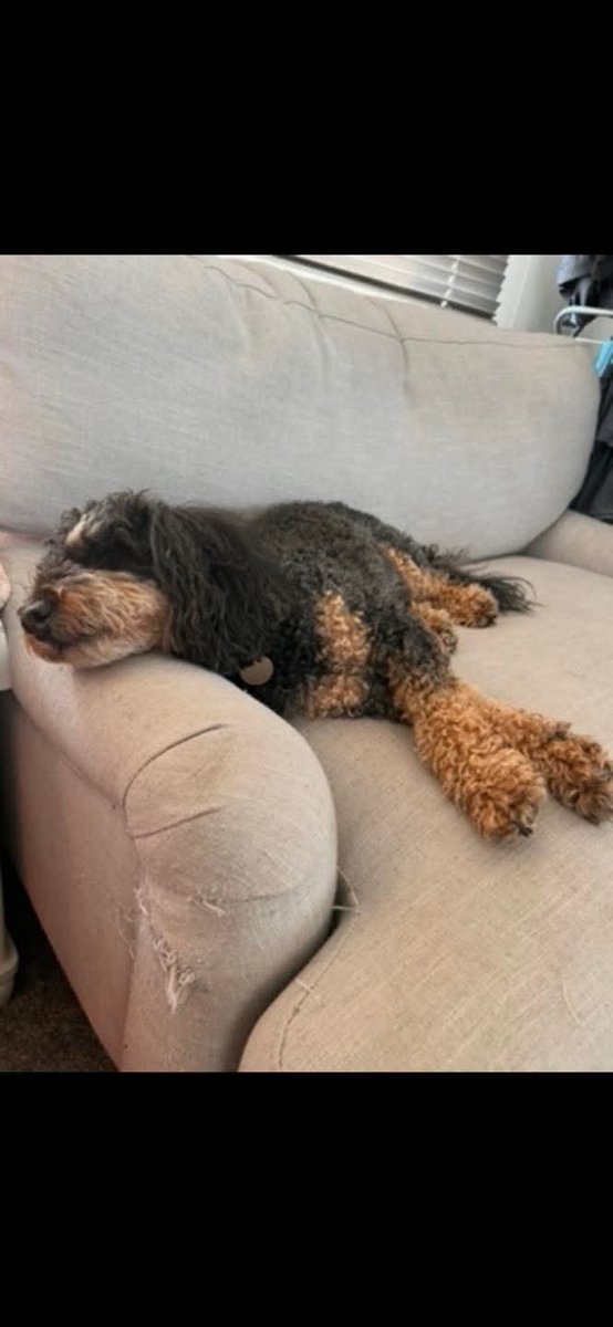 MissingPetsGB's tweet photo. 💔 HELP BRING MONTY HOME

#WESTON #BRISTOL #BS23

Monty, beloved 5 yr old Cockerpoo now missing for 2 weeks after being #stolen from his owner’s car at Range/Wickes, Weston-super-Mare 6 Sept

Microchipped, neutered, deeply loved &amp; was wearing ID tag

🙏Please share
#StolenDogHour https://t.co/fySAvKky62