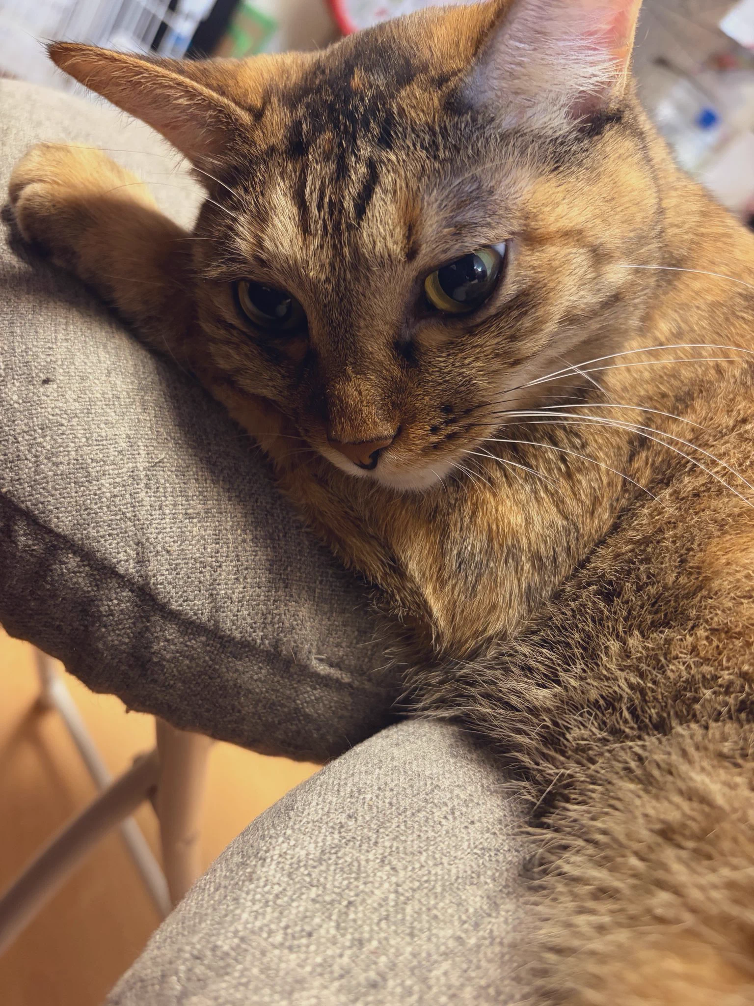 猫顔りな🐯👑🐶 على X: 