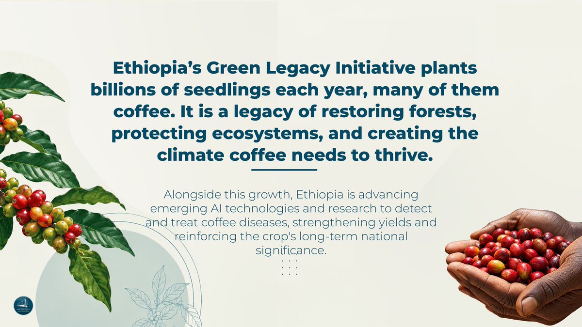 PMEthiopia's tweet photo. Did You Know? Coffee Is Ethiopia's Gift to the World. 

Check out the pictures to uncover its story. ⬇️ 

#PMOEthiopia https://t.co/OqcfmIxOyy