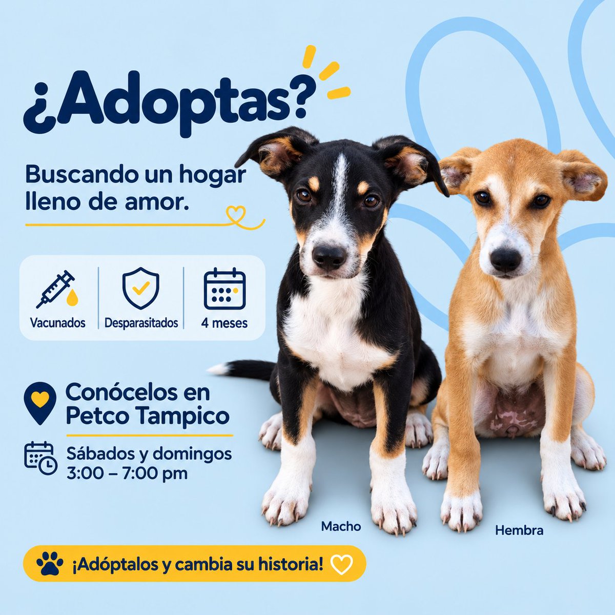 SPAT_AC's tweet photo. Estos cachorritos están listos para llenar tu vida de amor. Buscamos familia responsable que les dé todo lo que se merecen: cariño, cuidados y un lugar seguro para crecer. Conocelos hoy en #PetcoTampico 3-7pm #PrimeroAdopta 🐾🐶💙 https://t.co/bjDPbQs2aK