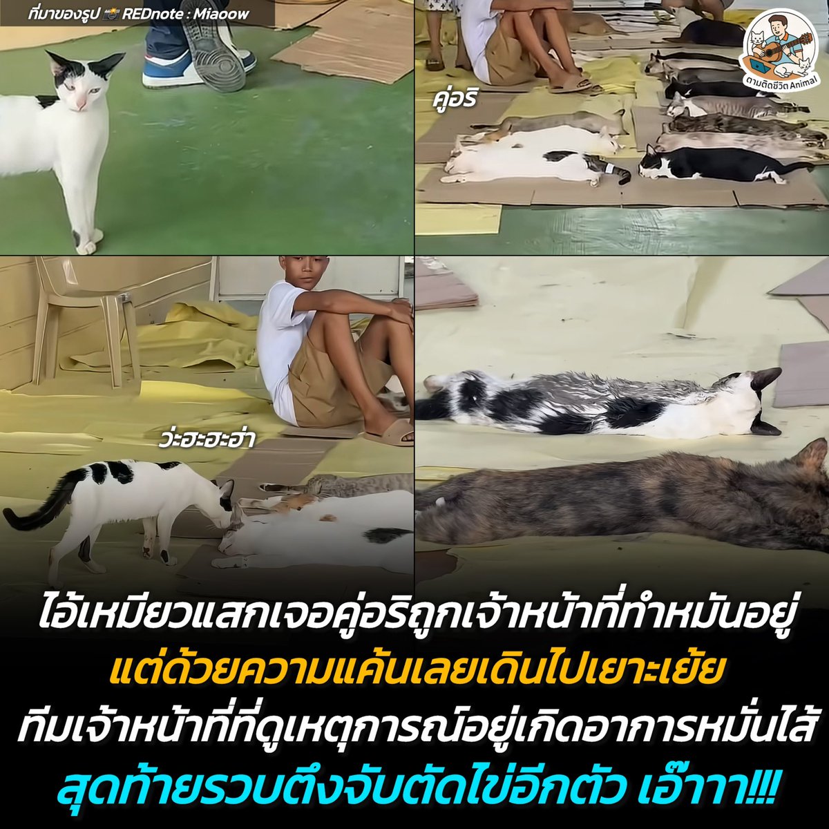 AnimalFW_TH's tweet photo. ไอ้เหมียวแสกกะเดินมาเยาะเย้ยคู่อริ ที่นอนสลบเพราะถูกตัดไข่ ทีมสัตวแพทย์เห็นแล้วหมั่นเขี้ยว สุดท้ายโดนรวบตึงไปนอนเสียไข่ข้างๆ คู่อริ หนูจะมาเดินเปรี้ยวในดงสัตวแพทย์ไม่ได้นะลูกก 😳😖🤣
(มีคลิปเพิ่มเติมของน้อง)
อาณาจักรสัตว์โลก มีม&สาระ By ตามติดชีวิตAnimal
เรื่องราวสุดฮานี้ เมื่อหน่วยสัตวแพทย์ลงพื้นที่ทำหมันให้กับเหล่าแมวจรในชุมชน ระหว่างที่แก๊งแมวเหมียวกำลังนอนสลบไสลเรียงรายกันอยู่นั้น จู่ๆ ก็มีเจ้าแมวลายวัวผมแสกตัวหนึ่งเดินเตาะแตะเข้ามาในเต็นท์พยาบาลแบบกะมาเอาเรื่อง 🤣

ดูจากสายตาแล้ว เจ้าตัวนี้น่าจะเห็นคู่อริ นอนหมดสภาพอยู่ เลยกะจะเดินเข้าไปด้อมๆ มองๆ เยาะเย้ยสักหน่อยว่า "ไงล่ะเอ็ง สิ้นลายเลยดิ" แต่หารู้ไม่ว่า การเดินเข้ามาในดงคุณหมอที่กำลังถืออุปกรณ์พร้อมแบบนี้ เหมือนส่งอ้อยเข้าปากช้างชัดๆ 😖

ภาพตัดมาอีกที... เจ้าเหมียวอสกของเราก็โดนคุณหมอรวบตึง จับวางยาสลบแล้วจับทำหมันไปเป็นที่เรียบร้อย กลายเป็นว่าได้นอนเคียงคู่กับอริแบบไม่ได้นัดหมาย งานนี้ตื่นมาน่าจะมีงงกันบ้างแหละว่า "เอ๊ะ... ฉันมานอนอยู่ตรงนี้ได้ยังไงฮะเนี่ย“ 😆

อยู่ดีๆ ก็ดีอยู่แล้ว จะมาเสียไข่ทำไมกันนะ 😆😖🤣

เรียบเรียง 🖋️ แอดเพา
ที่มาของรูป 📸 REDnote : Miaaow
#แมว #หมา #ทาสแมว #อาณาจักรสัตว์โลก #ตามติดชีวิตAnimal