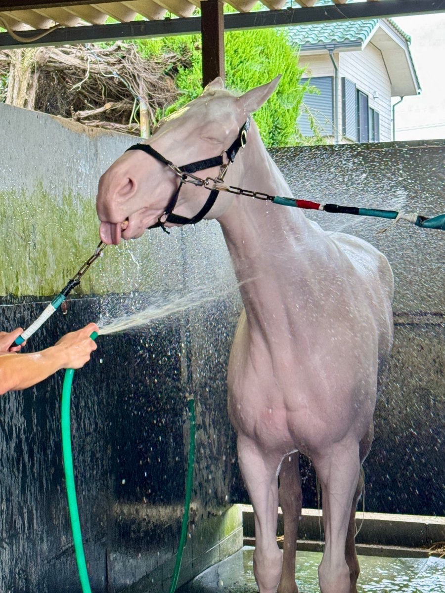 aoraki_family's tweet photo. スノーエルヴァちゃん🐴🩷
お顔シャワーは苦手なのでお顔がだんだんあがっちゃいます🤭
姉のポウナムは寝ちゃうほど好きなんですが🤔

#シャワー苦手 #雪の妖精さん #アオラキも苦手🩵 https://t.co/xvv4kDyC93