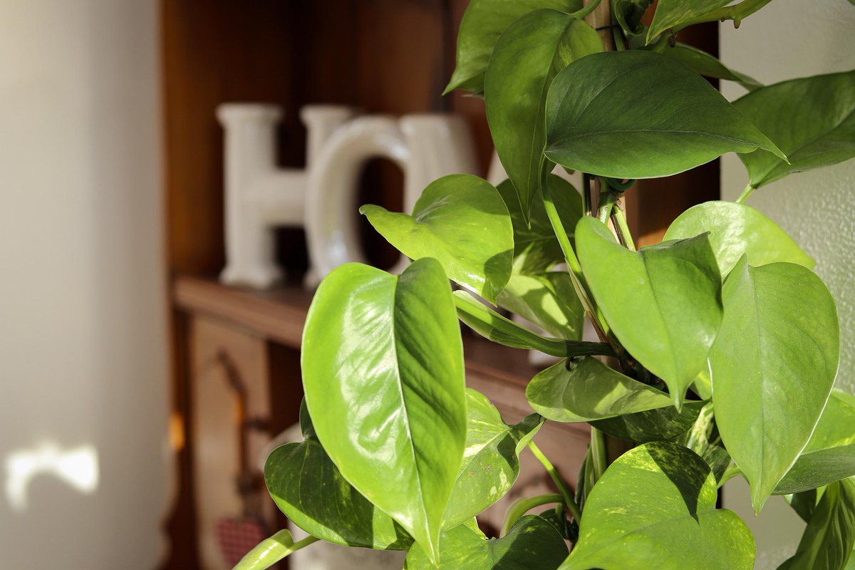 AngeliaTippett's tweet photo. Para mantener tus plantas sanas, rocía sus hojas con agua limpia cada 2 días y colócalas cerca de una ventana con luz indirecta. https://t.co/U5LuuBq0tO