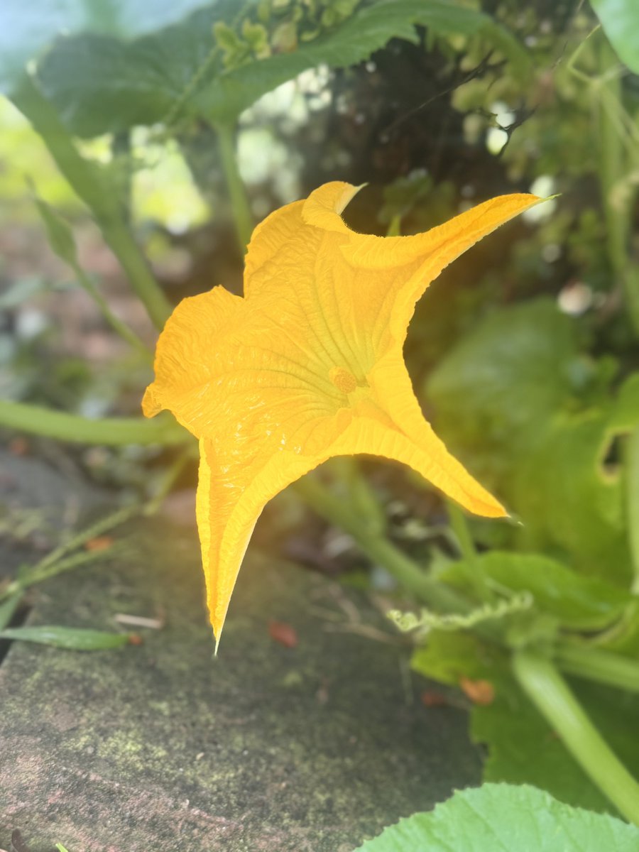 sleepyycosmic's tweet photo. Our lil pumpkin 🎃🥹 https://t.co/c5e9eDgbZo