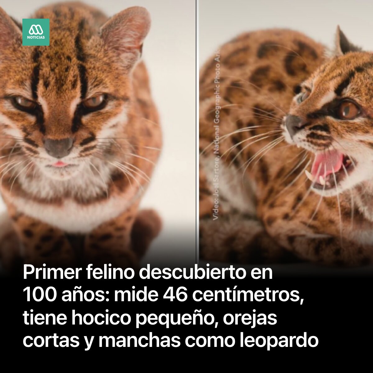 Mega's tweet photo. El espécimen, bautizado científicamente como Leopardus tilcayo, fue descubierto por una familia, que lo llevó a su casa creyendo que se trataba de un gato común. https://t.co/D3U9RYyXul