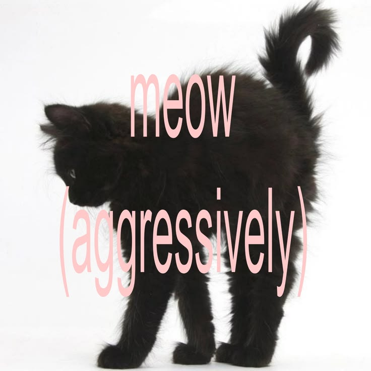 CatPosted's tweet photo. https://t.co/oL4yOy90a0