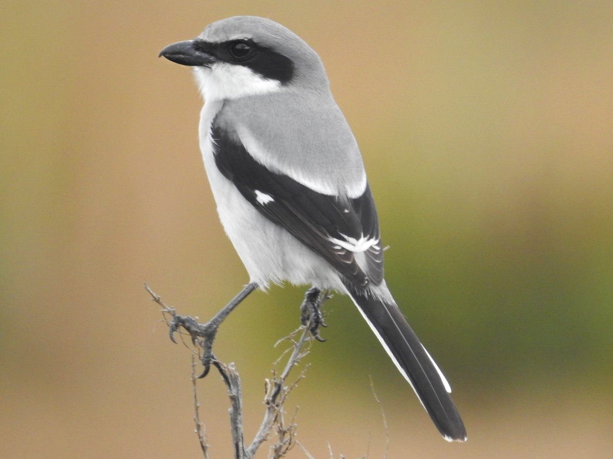 TwoLostSouls14's tweet photo. Photo 1 mine, Photo 2 internet.
Never seen this bird before but it's called Loggerhead Shrike.
I'm now legit old and taking an interest in bird watching, next thing I'll be getting a pair of binoculars 😆 https://t.co/knFGyM1pB6