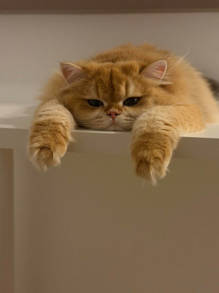 nocontextscats tweet picture