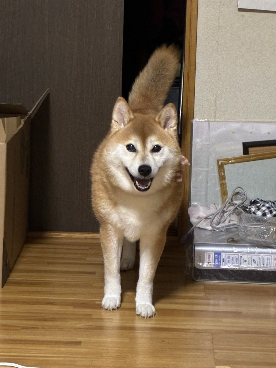 kipopipop's tweet photo. ←2回目のおやつをおねだりしに来た犬
→もらえないことが分かった犬 https://t.co/1YVvJqHaZ7