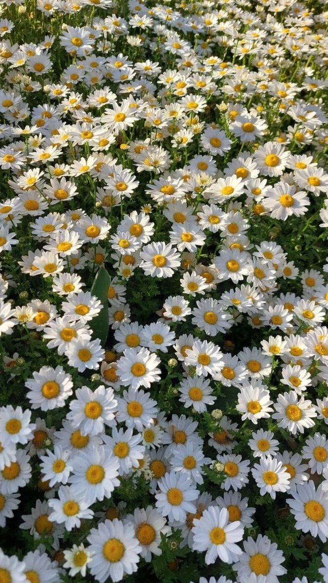 dreamyflowerrs's tweet photo. daisy 🤍 https://t.co/M5n9nBDkx3