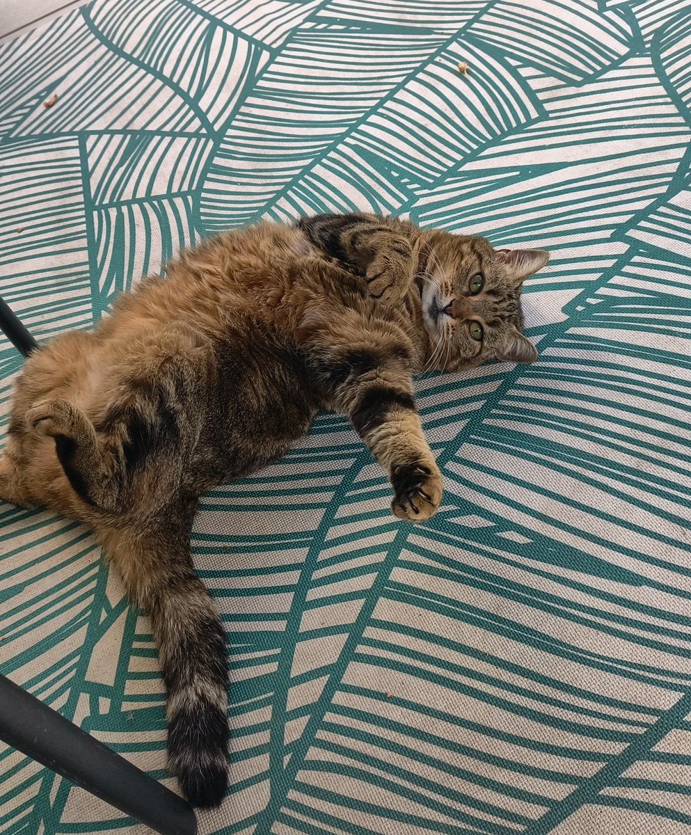 makecatsbetter tweet picture