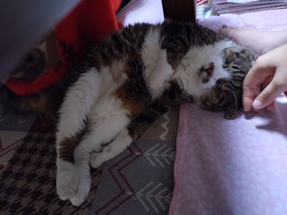 shunkatt's tweet photo. 14歳！ず〜〜っとかわいいね！ https://t.co/Js39jb9lSD