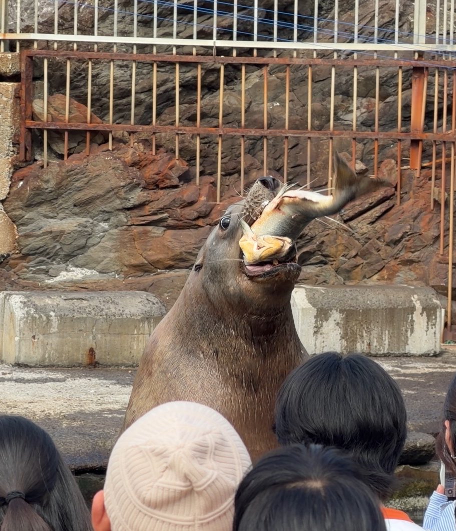 spshimmo09's tweet photo. 台風やばいのではやめに帰ってきたけどなんとか水族館と実家には行けて満喫した https://t.co/34M9053PMf