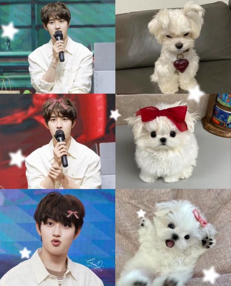 thatsoktobeok's tweet photo. love it when his fluffy hair makes him look like a little maltese so silly and adorable https://t.co/mcVojVRuCO