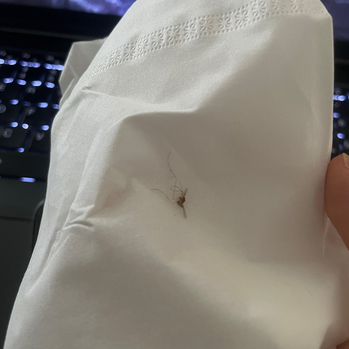 meee_hidc's tweet photo. I finally killed that mosquito, bit me five times https://t.co/lwpiSZPf4b