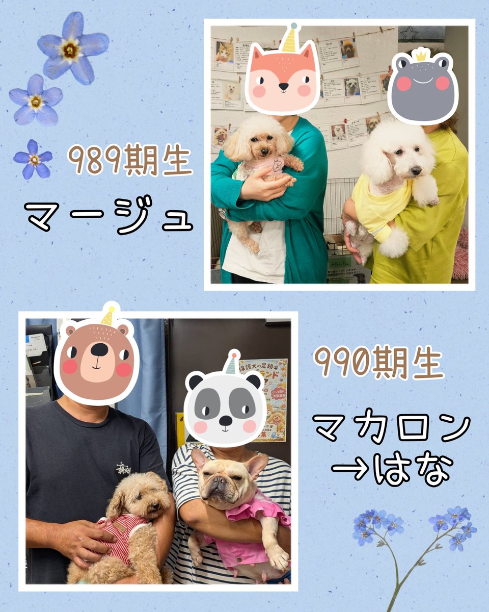 hogocafe_tachi's tweet photo. 本日ずっとの家族ができた🐶たちです🐾

きゅるるんおめめとぽてぽてあんよがキュートだったマージュ🤭💓

お誕生日プレゼントはずっとのおうち！存在感抜群なマカロン✨️

これからは優しいご家族と一緒に幸せにね🍀

#保護犬カフェ立川店 #mix犬 #フレブル #ラブファイブ #里親決定 https://t.co/cGMp9qMpUq