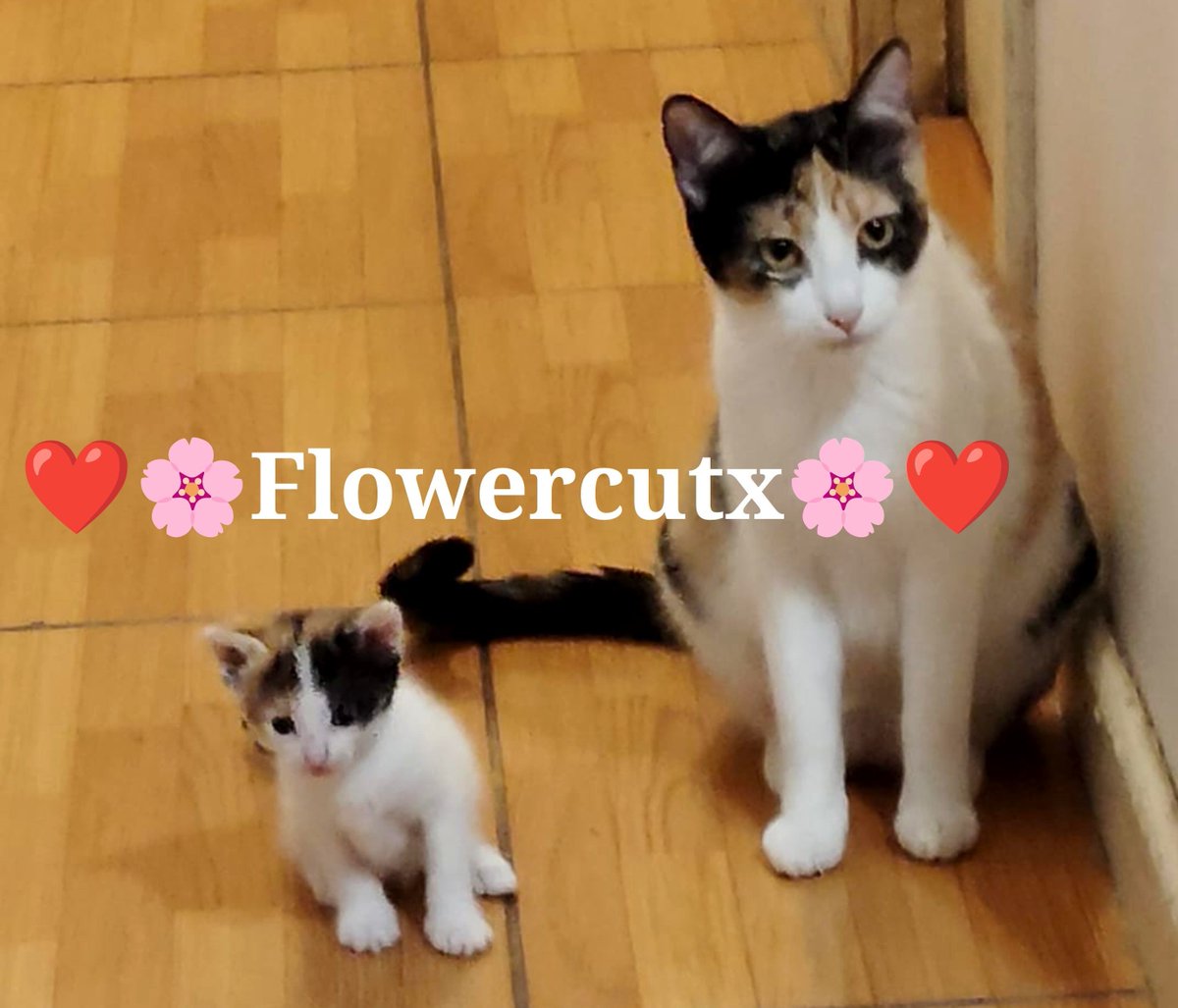 CutxFlower's tweet photo. โค๏ธ๐๐ Doble dosis de michis, doble dosis de caos ๐ les presento a la madre e hijita ๐๐โค๏ธ
Con cariรฑo Flower Cutx ๐ธโค๏ธ
#flowercutx #gatitos #cat #catlover #parati #pets #ternura https://t.co/ZD4CMl9Eh0
