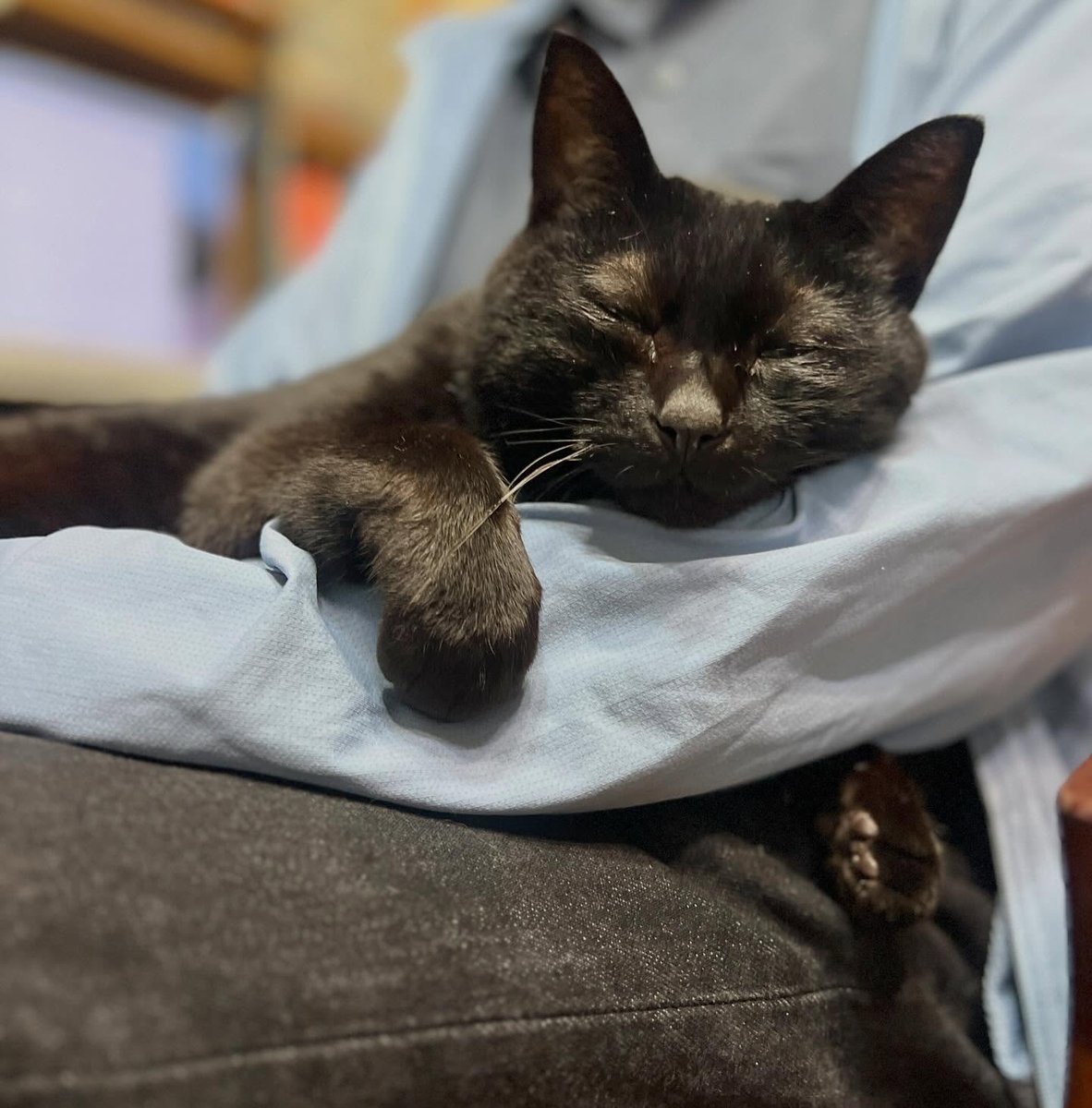sofiaclarkf8pz9's tweet photo. The family member this cat loves to cuddle with most has returned from a trip. So happy! Today is all about cuddles. https://t.co/bdBwT4p239