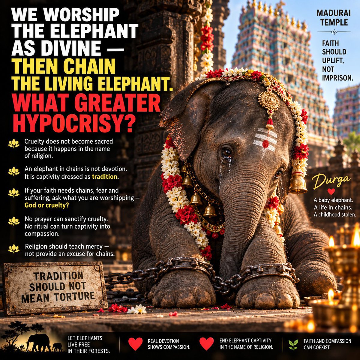 dilthi_gujarati's tweet photo. This is bigger than one elephant.
Durga is the reminder.
Let India choose Ahimsa, science-based welfare and a culture where elephants are revered, not imprisoned.
@ikamalhaasan @Suriya_offl
#SaveDurga #WhyTheChains #NoElephantsInTemples #StopElephantCaptivity https://t.co/ncNfI1UkQI