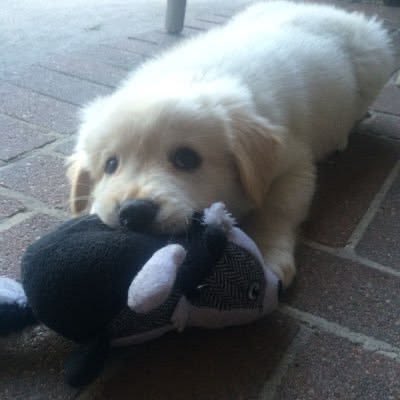 alexporndealer's tweet photo. how pinterest sees me <3

season
love language
animal
thoughts https://t.co/IJHjBLmmhk