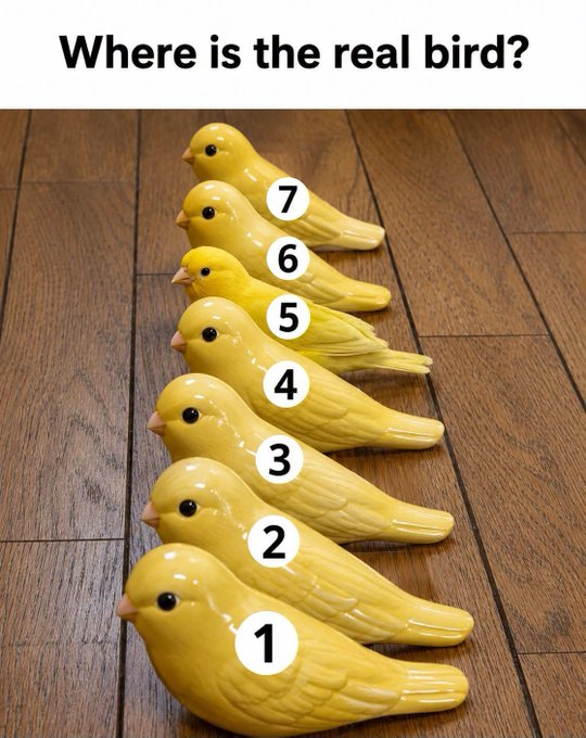 AdamBalx7x's tweet photo. Where is the real bird? https://t.co/5QxruVolRB