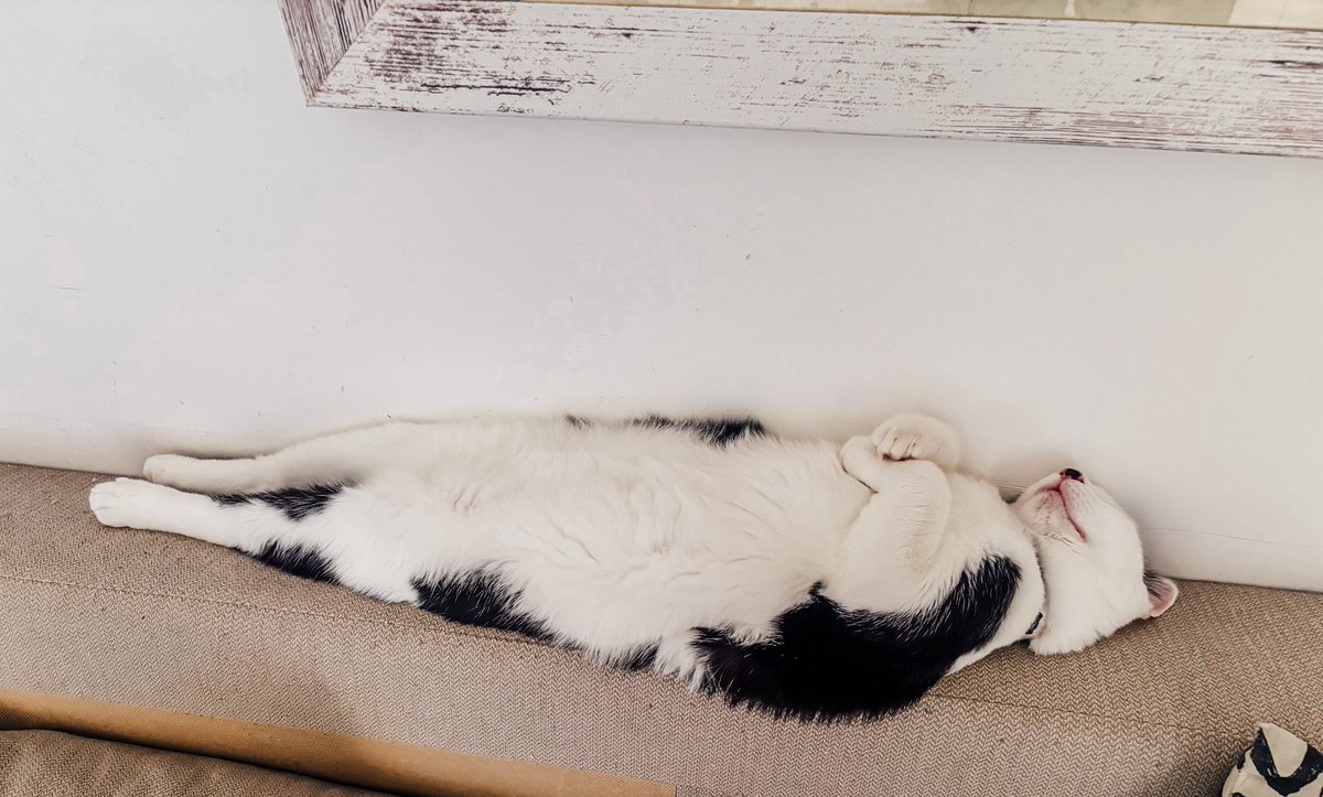 CyberBison_'s tweet photo. My cat really has the most weird posture to sleep https://t.co/lKRstqncg9