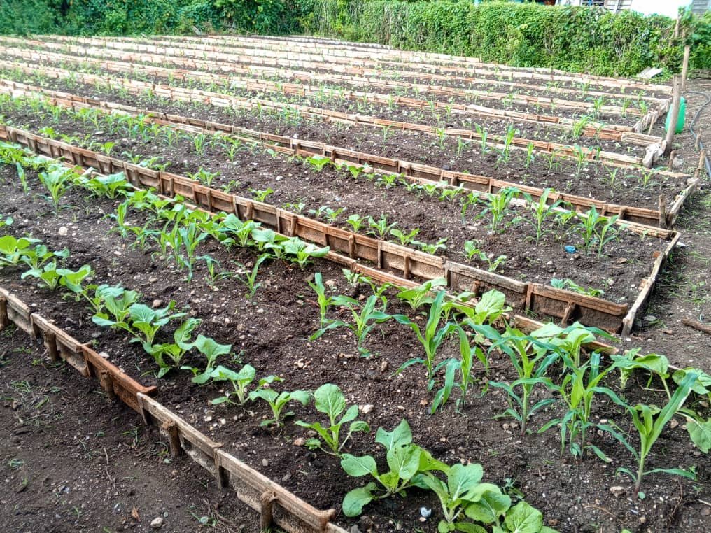 LorenzoOsbel's tweet photo. En la visita a Colombia comprobamos que se trabaja duro en la agricultura, pero en los momentos actuales hay que intensifican aún más el trabajo para buscar resultados productivos superiores #LasTunas #PorLasTunasLaVictoria #SíSePuede https://t.co/kpVfO9sChZ