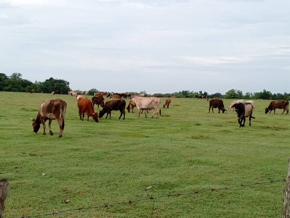 LorenzoOsbel's tweet photo. En la visita a Colombia comprobamos que se trabaja duro en la agricultura, pero en los momentos actuales hay que intensifican aún más el trabajo para buscar resultados productivos superiores #LasTunas #PorLasTunasLaVictoria #SíSePuede https://t.co/kpVfO9sChZ