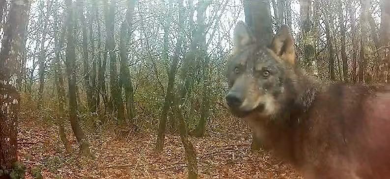 Marcoslrua's tweet photo. El lobo no entiende de política, de campañas electorales ni de discursos construidos desde el miedo o el odio. Entiende de bosques, de territorio, de grupos familiares y de supervivencia. 

Lleva miles de años formando parte de los ecosistemas mucho antes de que nosotros empezáramos a meter la mano y decidir qué especies tienen derecho a existir y cuales no.

Esta imagen, captada por una cámara de fototrampeo, muestra algo que algunos parecen empeñados en olvidar: un lobo salvaje en su hábitat, tranquilo, curioso y completamente ajeno al ruido que los humanos hemos construido a su alrededor.

El lobo no es una amenaza que haya que convertir en enemigo público. Es una pieza de nuestros ecosistemas. Un depredador apical que cumple una función ecológica y cuya conservación debe abordarse desde la ciencia, la prevención y el conocimiento, no desde el miedo ni desde la demagogia.

Cada lobo que continúa recorriendo nuestros montes es también el testimonio de que la naturaleza todavía conserva espacios donde puede funcionar con cierta autonomía.

No necesita que lo utilicemos políticamente. Necesita que lo dejemos existir.

Porque proteger al lobo no es una cuestión de ideología.

Es una cuestión de biodiversidad, de responsabilidad  y de respeto por la naturaleza.

El lobo no es el problema. El problema empieza cuando el miedo sustituye a la ciencia.