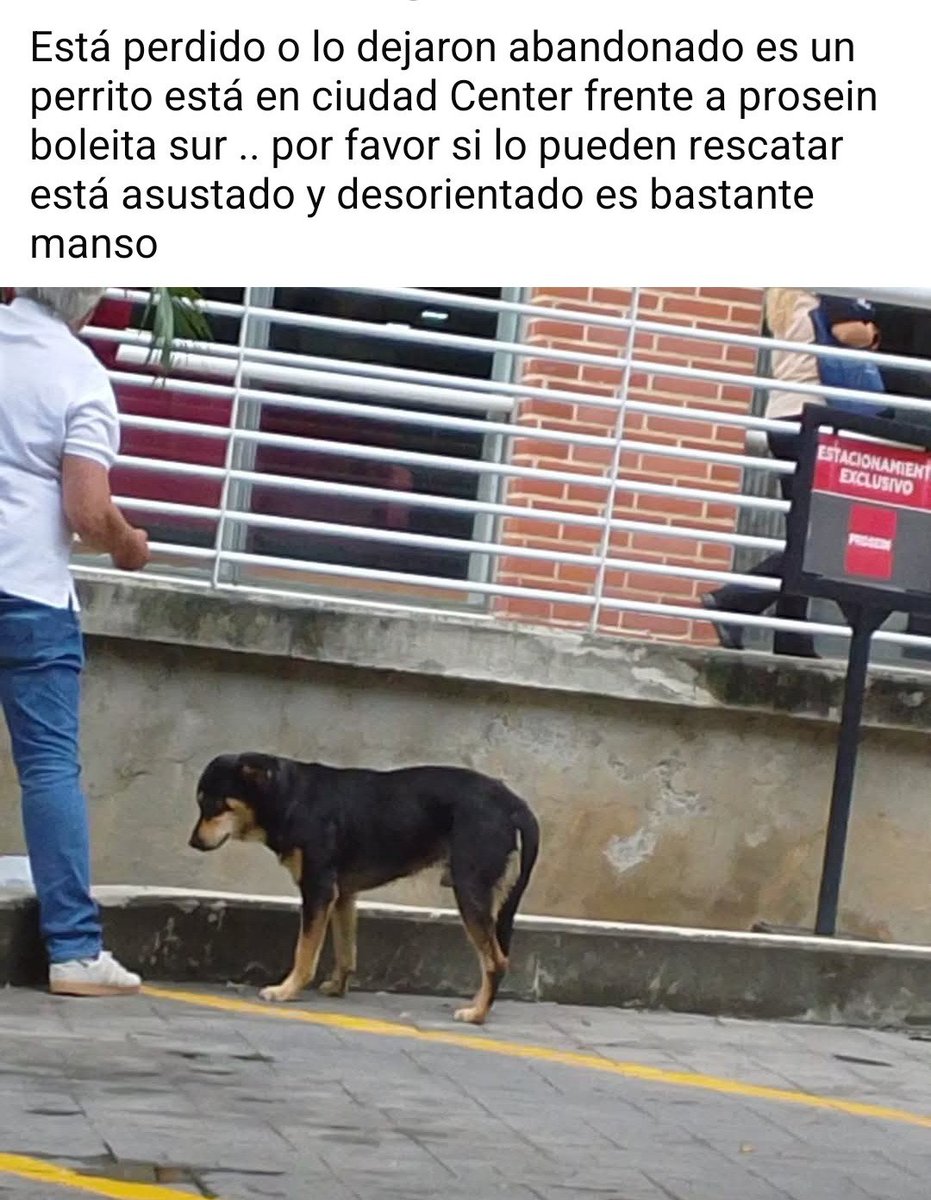 PerroUsuario's tweet photo. Este pequeño necesita resguardo URGENTE. Quizás esté EXTRAVIADO. Boleíta Sur, Caracas https://t.co/sQBDdfiF2h