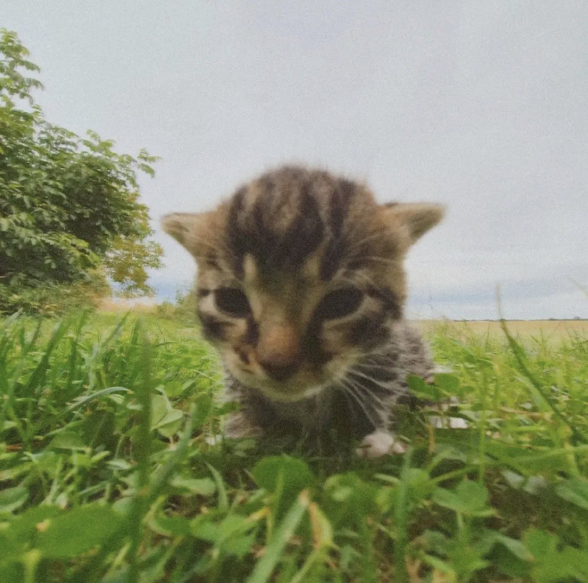 fruitpibble's tweet photo. "go touch some grass"
me: ok https://t.co/YaBH49MGgN