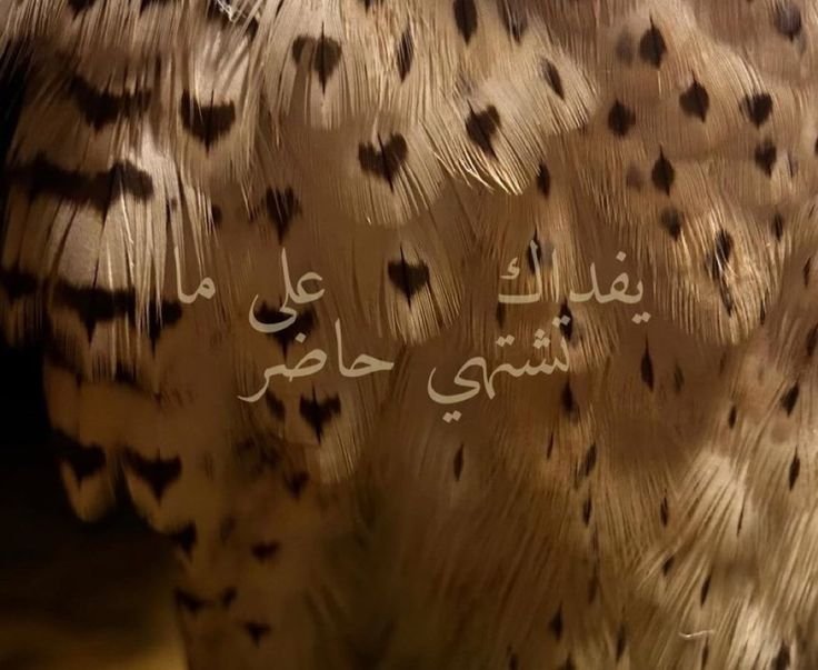 _llixjp's tweet photo. أحب نوع الرجال إللي ورغم ضروفه الصعبة ما يقول لا 

إنما يفداك وعلى ما تشتهي حاضر 
يوم أقول العبارة شااااعرية لا تلوموني https://t.co/vB4kqMo3sM
