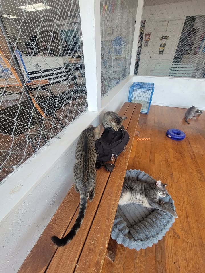 MeWowCatCafe's tweet photo. That purse is seriously a fav ... maybe there are treats in there? nah ... just kitty smells from home we're betting! π»πΉπ½
#mewowcatcafe #catcafe #happycats #catlovers #kittylove #doylestownkitties https://t.co/nxD4vhPnRj
