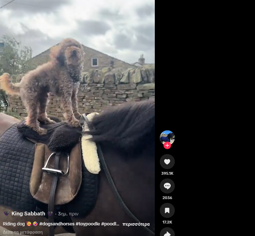 NJPigeon's tweet photo. I found this tiny poodle for going viral for riding horses unfazed 

https://t.co/W4Mcwsm8nh

I found this tiny poodle for going viral for riding horses unfazed its going giga viral https://t.co/C8JL2zJana