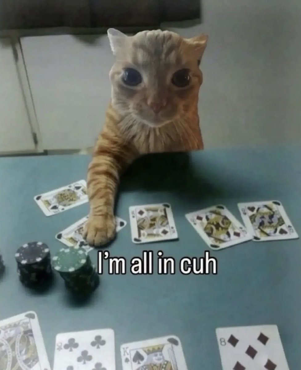 literallymecats's tweet photo. https://t.co/wNLrFz9GA7