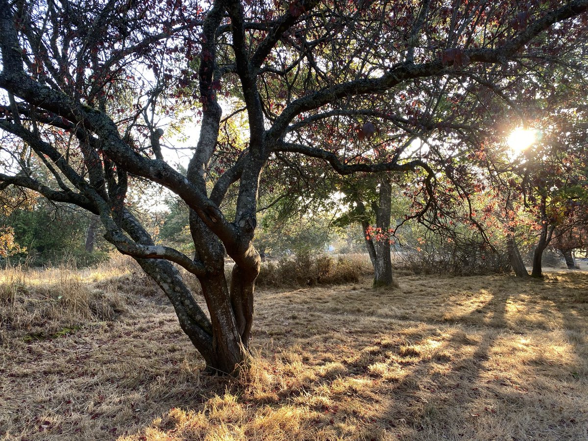 treesposting's tweet photo. nice crisp morning. feels like fall https://t.co/kxtAViJdVQ