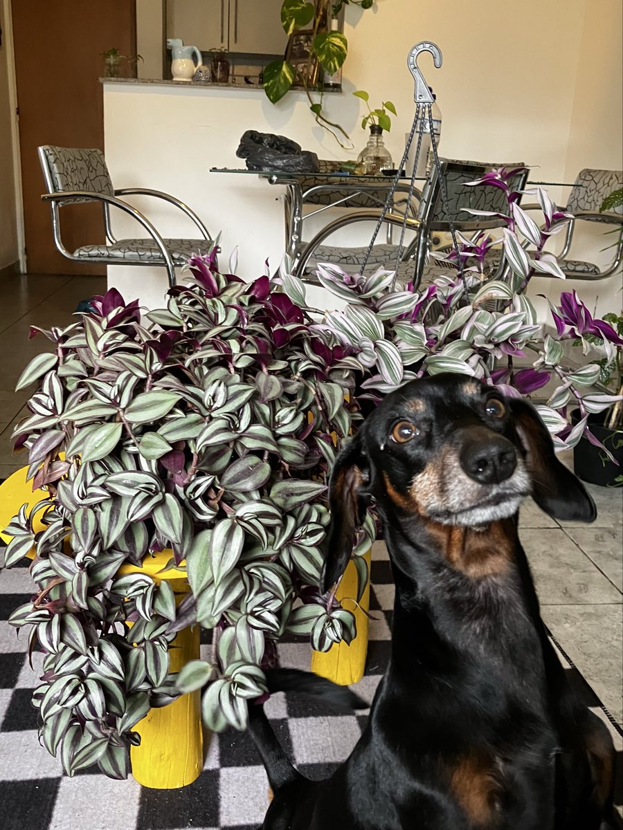 sirenadelparan4's tweet photo. ruben y mi tradescantia preferida https://t.co/NRreQOWyRP