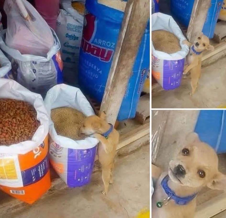 DiloConPerritos's tweet photo. Tranquilo amigo, yo no diré nada... https://t.co/2CgNRDZSsT