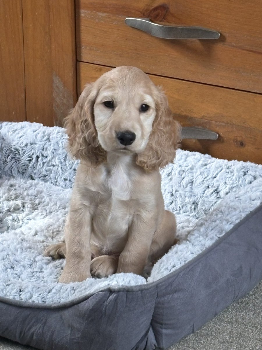 ChefsPass's tweet photo. Welcome to Charlie 
The newest member of the Casa Martinez Team https://t.co/hCsLDiGfOr