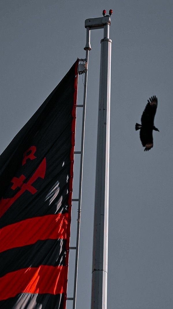 iSempreFlamengo's tweet photo. HOJE TEM FLAMENGO 

SEGUE O LÍDER https://t.co/hGjyj0rqVy