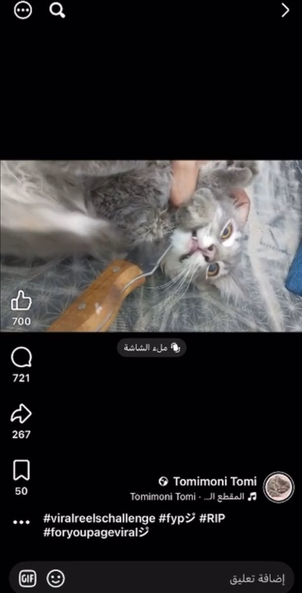 rcuxob's tweet photo. السلام عليكم و رحمة الله و بركاته 
فيه شخص بنقالي ساكن بالسعودية يصور وهو يعذب قطته يحط عليها سكين برقبتها و يدعسها برجوله و مقاطع كثييير تعذيب هذا حسابه بالفيس بوك
#بنقالي_يعذب_القطط_في_السعودية https://t.co/0ybsemIiCu