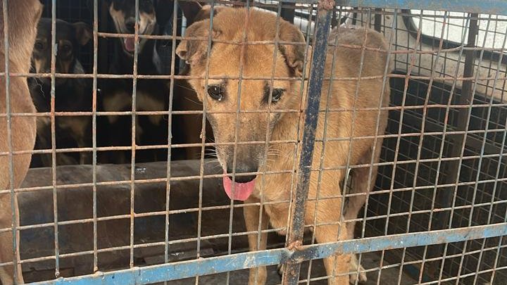 MCD_Delhi's tweet photo. Following field action by the MCD North Zone team, 10 stray dogs were caught from Sangam Vihar, Wazirabad. The action was undertaken to address stray animal-related concerns in the area.
@gupta_rekha @CMODelhi @praveshwahi @DcClz
#MCD #MCDCares #Delhi #CleanDelhi #GreenDelhi #NorthZone #CivicAction