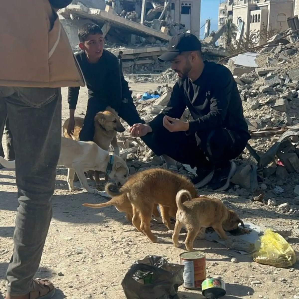 leahrobertseeew's tweet photo. We’re still here, fighting to survive. Please comment, like, and follow our work. Don’t forget the animals in Gaza—they have no one but us. https://t.co/COYYHCzgBQ