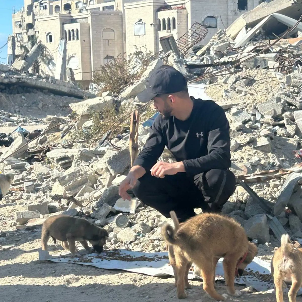 leahrobertseeew's tweet photo. We’re still here, fighting to survive. Please comment, like, and follow our work. Don’t forget the animals in Gaza—they have no one but us. https://t.co/COYYHCzgBQ