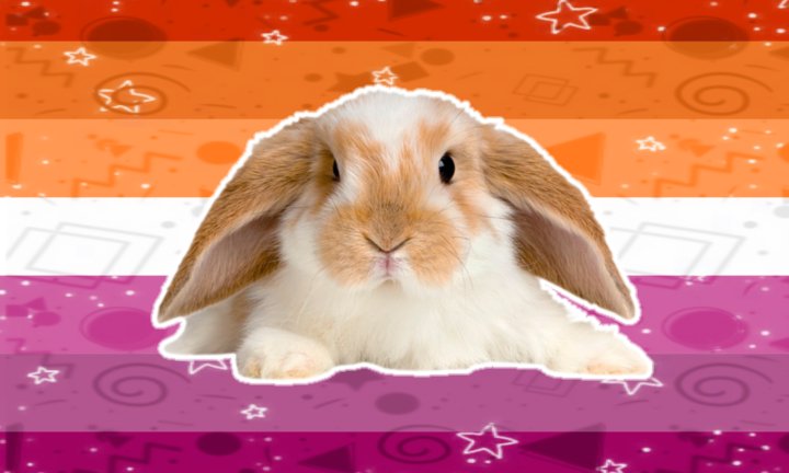 vannybutch's tweet photo. Made some lesbian flags with bunnies https://t.co/PvFtHL1LFX